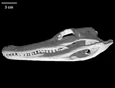 Alligator mississippiensis