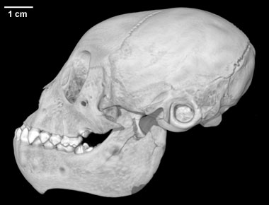 Alouatta seniculus