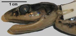 Amphiesma stolata