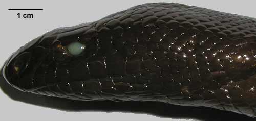 Aspidites melanocephalus