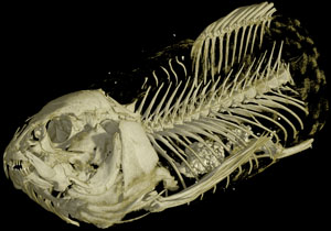 Characidium sp