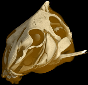 Doras sp.
