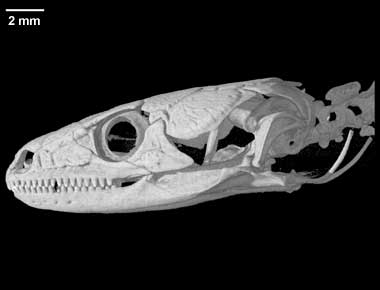 Lepidophyma gaigeae