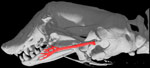 extracolumella