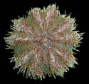 Mespilia globulus