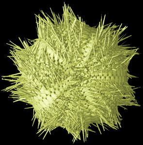 Mespilia globulus