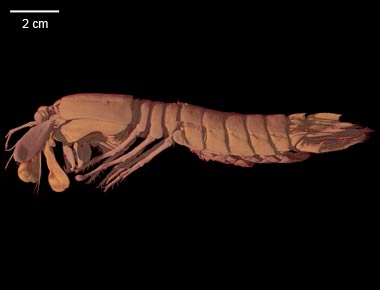 Odontodactylus scyllarus