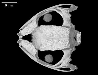 Polypedates leucomystax