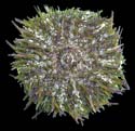 Psammechinus miliaris
