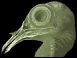 sagittal cutaway